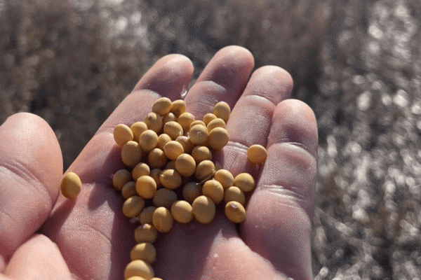 Sembrar calidad: el desafío de transformar cada semilla de soja en una planta saludable