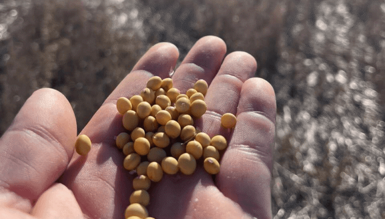 Sembrar calidad: el desafío de transformar cada semilla de soja en una planta saludable