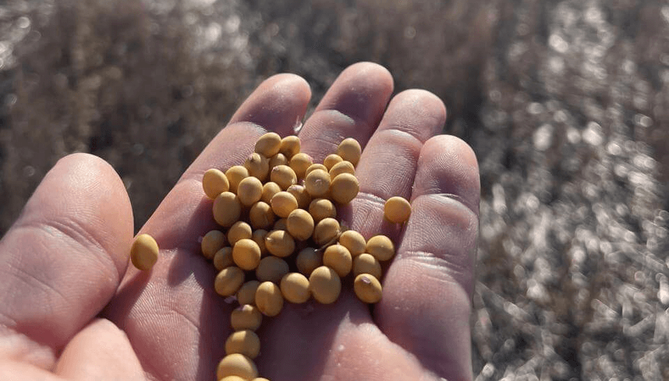 Sembrar calidad: el desafío de transformar cada semilla de soja en una planta saludable