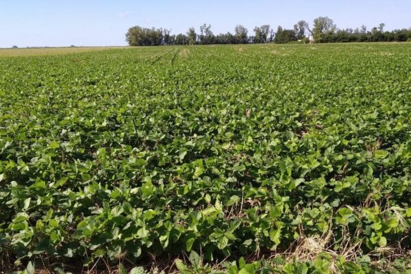 El Presupuesto y el aporte del campo: los precios no repuntan y 2025 traería menos dólares