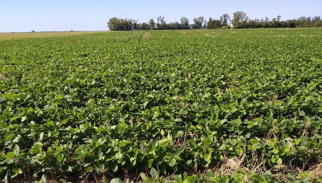 El Presupuesto y el aporte del campo: los precios no repuntan y 2025 traería menos dólares