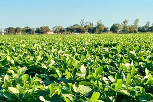 Proyectan una suba “histórica” en la siembra de soja: sería la más grande en siete años