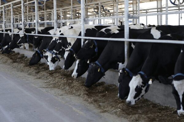 Radiografía de los tambos en Argentina: cuántos hay y cuántas vacas tienen