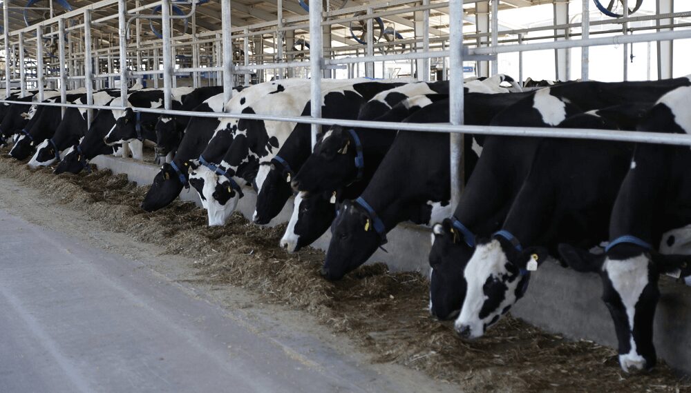 Radiografía de los tambos en Argentina: cuántos hay y cuántas vacas tienen