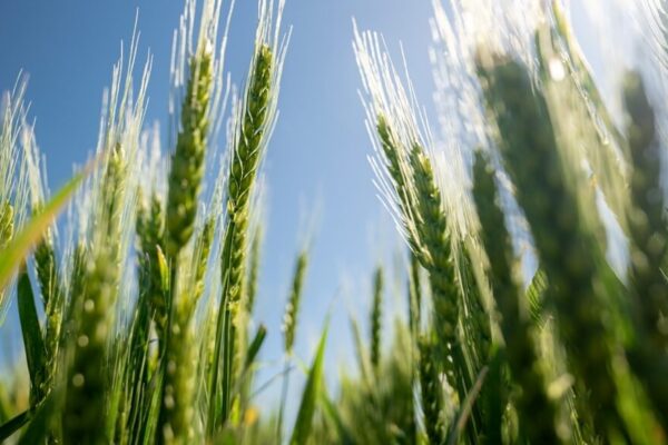 Nitrógeno foliar en hoja bandera: una fertilización directa al rendimiento