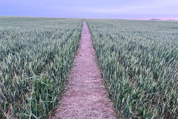 Aplicaciones más eficientes: el trigo se puede nutrir y proteger en una sola pasada