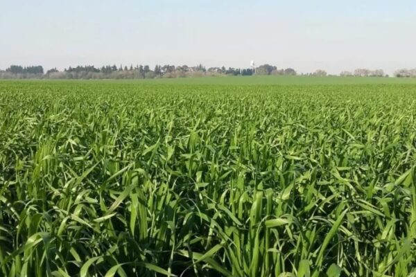 Un nuevo fertilizante foliar para cultivos de fina mejora los rindes hasta 1.000 kilos por hectárea