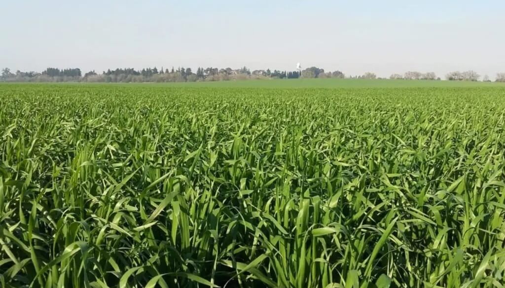 Un nuevo fertilizante foliar para cultivos de fina mejora los rindes hasta 1.000 kilos por hectárea