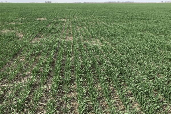 La falta de lluvias ya genera pérdidas en trigo, y comienza a complicar la siembra de maíz y girasol