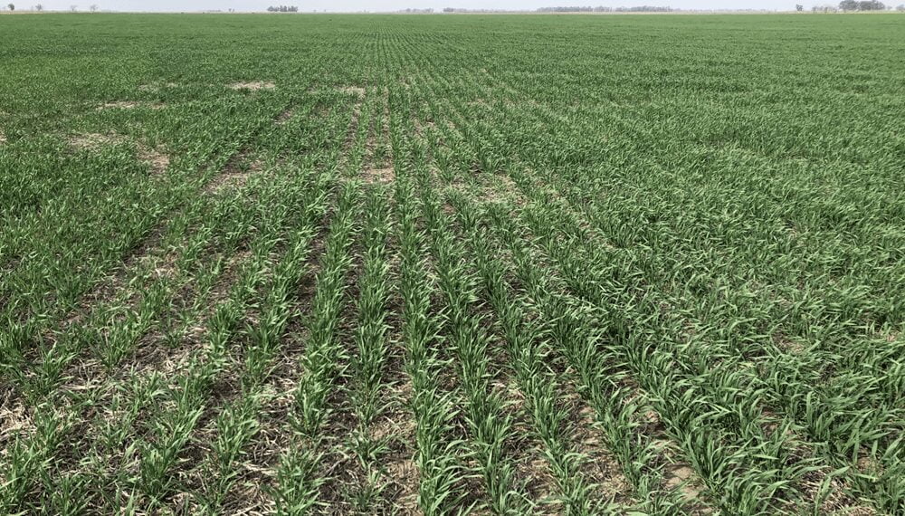 La falta de lluvias ya genera pérdidas en trigo, y comienza a complicar la siembra de maíz y girasol