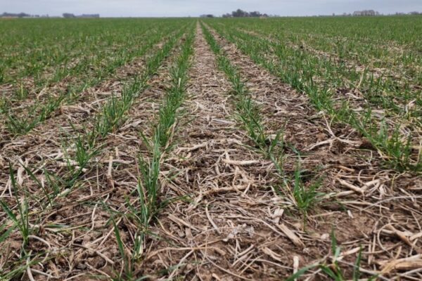 Oficina de Riesgo Agropecuario: “Es preocupante la situación de secamiento generalizado”