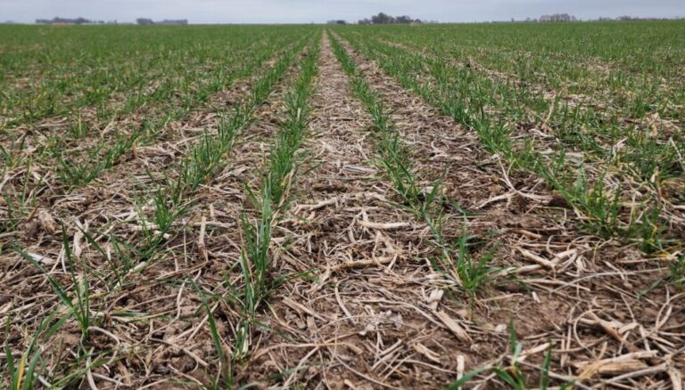 Oficina de Riesgo Agropecuario: “Es preocupante la situación de secamiento generalizado”