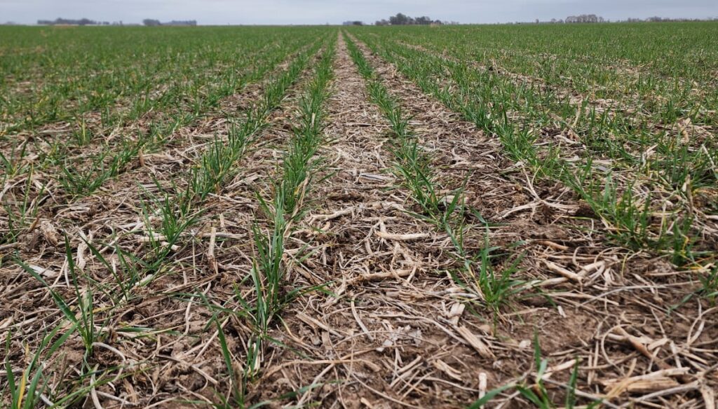 Oficina de Riesgo Agropecuario: “Es preocupante la situación de secamiento generalizado”