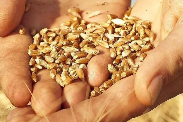 Mapa de calidad de semillas: el trigo y la cebada iniciaron su campaña con alto poder germinativo