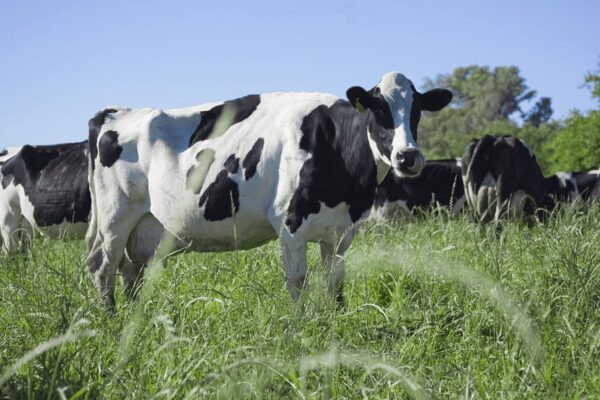 Créditos en litros de leche: tres tambos recibieron $ 640 millones y hay más de 200 proyectos en análisis