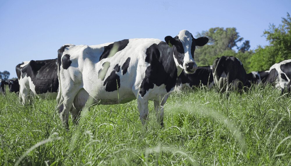 Créditos en litros de leche: tres tambos recibieron $ 640 millones y hay más de 200 proyectos en análisis