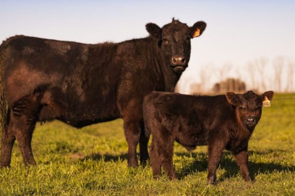 Hacienda: el ternero cayó en una meseta y depende del novillo, que no tiene incentivos para escalar