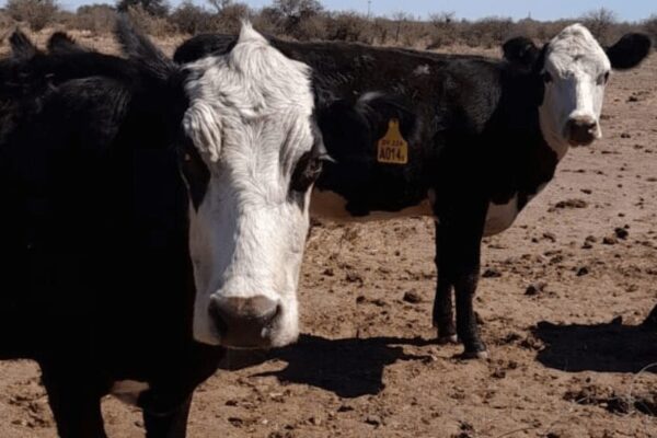 Por el clima y la presión china, el precio de la vaca repuntó y mejora la reposición de vientres