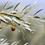 Las lluvias paralizan la cosecha de aceituna de molino y tensionan aún más los precios del aceite de oliva