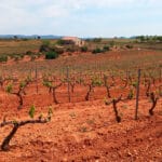 Reclaman a la C. Valenciana la ampliación de las ayudas por la sequía y al Ministerio de Agricultura que las complemente