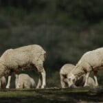 Andalucía ha empezado a vacunar en Cortegana (Huelva) contra el virus de la lengua azul tras detectarse los primeros casos del serotipo 3