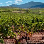 Los ‘socios’ de Planas, los más críticos con él: UPA también le reclama que reconsidere su postura sobre el arranque social de viñedo