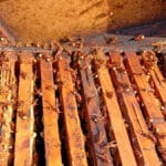 Alerta por la invasión del avispón oriental: “Ya no es sólo un desastre para los apicultores, ahora es un peligro para todos”