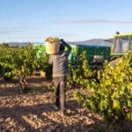 El paro en la agricultura cae el 1,73% en septiembre, con 85.911 desempleados y la afiliación al Sistema Especial Agrario sube un 2,86%