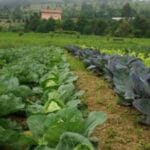 España supera a Francia en superficie ecológica con un 12,51% de la superficie y lo quiere celebrar en el 40 aniversario de BioCultura