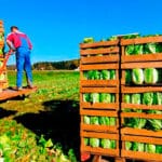 Compensación a los agricultores por la rebaja del IVA de los alimentos: «Esperamos que esto no se quede sólo en un anuncio y se materialice»