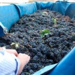 Reiteran la exigencia de extremar el control de la entrada de uva en las bodegas ante una vendimia con una evidente escasez de uva en las viñas
