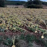 Los vientos del temporal Kirk y el exceso de lluvia provocan graves daños en los cultivos de girasol y patata y piden ayudas a los afectados Los vientos del temporal Kirk y el exceso de lluvia provocan graves daños en los cultivos de girasol y patata y piden ayudas a los afectados