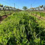 AEACSV y MAPA organizan el webinar gratuito ‘Cubiertas y Eco-regímenes de la PAC: Beneficios, Implementación y Soluciones Prácticas’