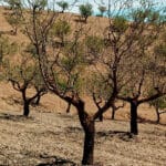 Críticas al Ministerio por sus previsiones de frutos secos: «Ignoran la crisis de las explotaciones familiares, de secano y en ecológico»