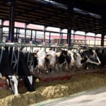 La ganadería láctea está contra las cuerdas: vaticinan un descenso de la producción de leche en lo que resta de 2024