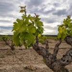 Planas se defiende de las críticas del sector: «Ninguna comunidad autónoma ha planteado al Ministerio el arranque de viñedo»