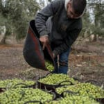 El sector del aceite de oliva apuesta por recuperar el consumo perdido en la nueva campaña y con la aplicación de la extensión de norma