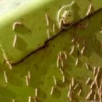 El ‘cucat’ del arroz reaparece con más fuerza que otros años y causa pérdidas de más del 25% en los campos más afectados