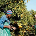 Intercitrus pide una reunión a Economía para abordar el panel en la OMC contra una Sudáfrica que acumula 26 rechazos de mancha negra