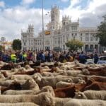 Suspendida la Fiesta de la Trashumancia en Madrid por el «riesgo epidemiológico» de la enfermedad de la lengua azul