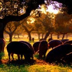 Ganadería sostenible en la dehesa extremeña: un ecosistema único y valioso ligado a la producción de la carne de cerdo ibérico de bellota Ganadería sostenible en la dehesa extremeña: un ecosistema único y valioso ligado a la producción de la carne de cerdo ibérico de bellota