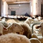Los ganaderos franceses afectados por la lengua azul recibirán 75 millones de euros y préstamos garantizados por parte del Gobierno Los ganaderos franceses afectados por la lengua azul recibirán 75 millones de euros y préstamos garantizados por parte del Gobierno