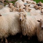 Detectado un caso de lengua azul en una explotación de ovino de Gipuzkoa que pone fin a dos años de zona libre en Euskadi