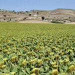 Presentados los resultados de la experimentación en cultivos herbáceos extensivos como girasol, leguminosas, trigos, cebadas o triticales