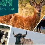 BIAnexia, el primer grupo operativo europeo para mejorar el bienestar animal a través de inteligencia artificial en ciervos y ganadería bovina extensiva BIAnexia, el primer grupo operativo europeo para mejorar el bienestar animal a través de inteligencia artificial en ciervos y ganadería bovina extensiva