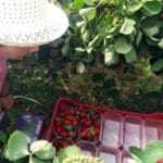 UPA comienza en Guatemala una selección de jornaleros y jornaleras para trabajar en la campaña de los frutos rojos en Huelva