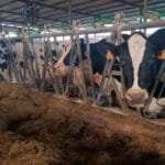 Hoja de ruta histórica contra el cambio climático: el sector lácteo quiere reducir el 55% de los gases de efecto invernadero para 2030