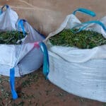 Denuncian los continuos robos de aceitunas que sufre el campo extremeño y exigen medidas para reducir la indefensión de los agricultores