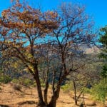 La falta de agua, la despoblación, las enfermedades y la plaga de la avispilla condenan nuevamente la cosecha de la castaña