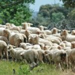 Habrá movilizaciones por la lengua azul si continúan la falta de medidas y las mentiras: la enfermedad está dejando ya miles animales muertos